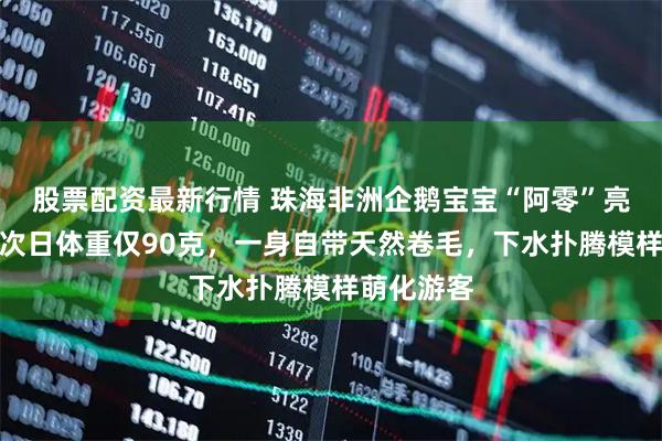 股票配资最新行情 珠海非洲企鹅宝宝“阿零”亮相，出生次日体重仅90克，一身自带天然卷毛，下水扑腾模样萌化游客